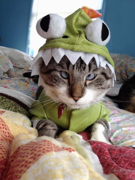 Смешные кошки