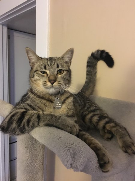 Прикольный кот