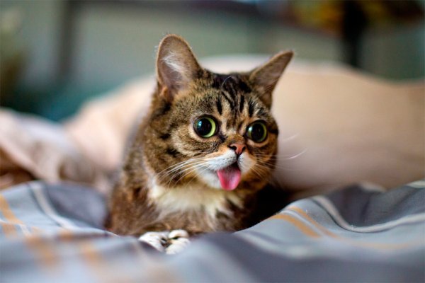 Смешные котята