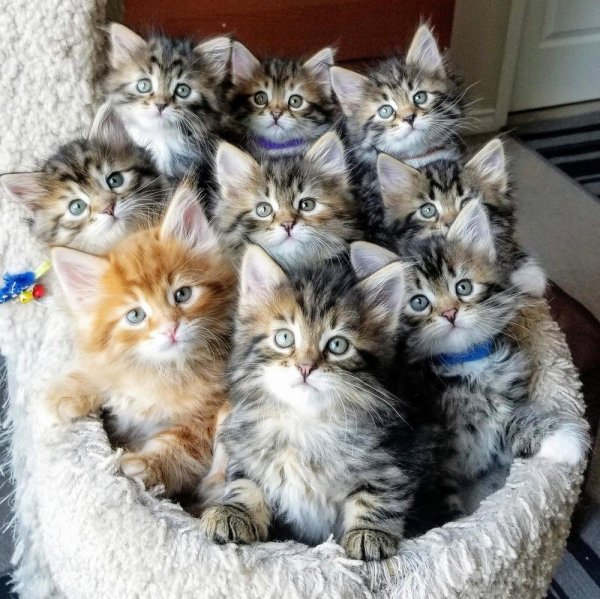 Много котиков