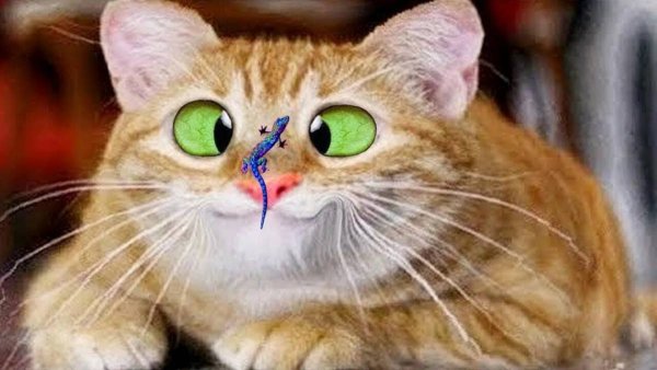 Смешной кот