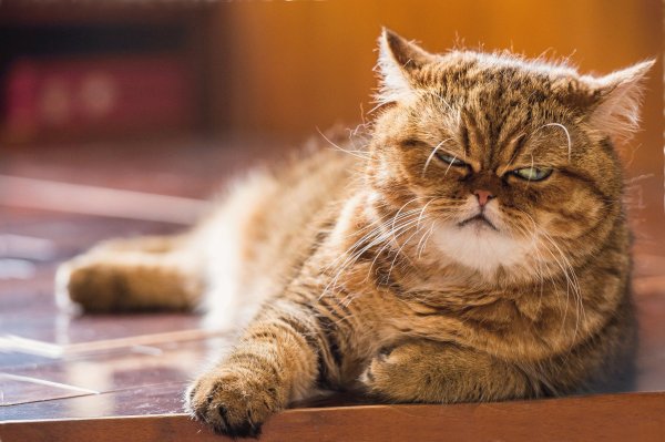 Веселый котик