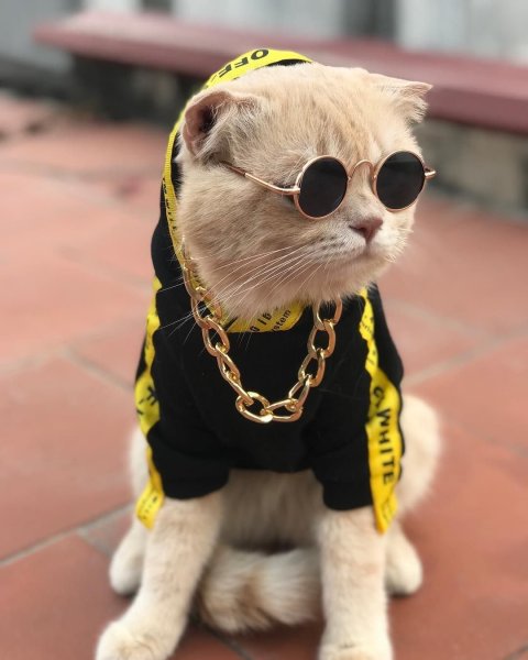 Крутые животные в очках