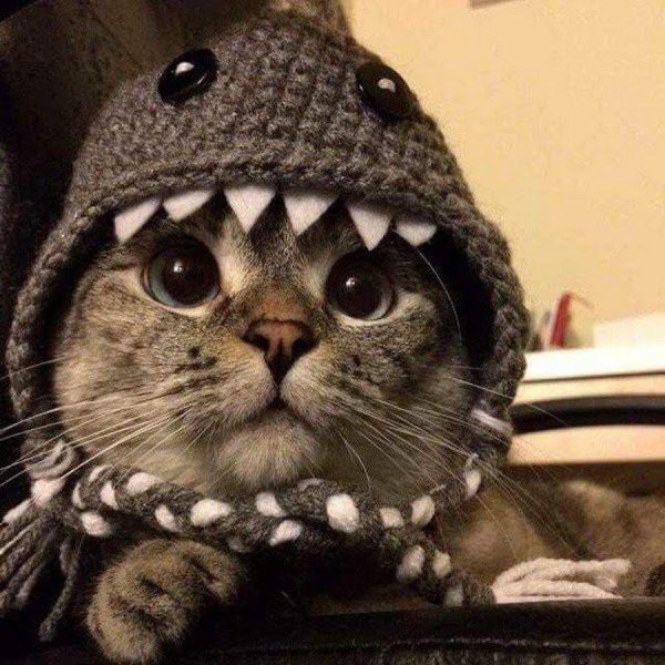 Котики на аву
