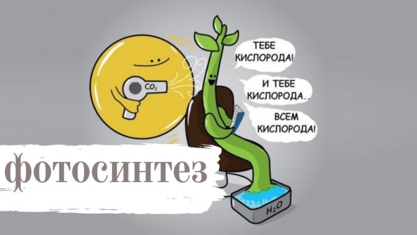 Мемы про фотосинтез