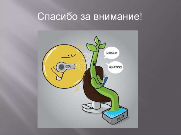 Весёлый фотосинтез