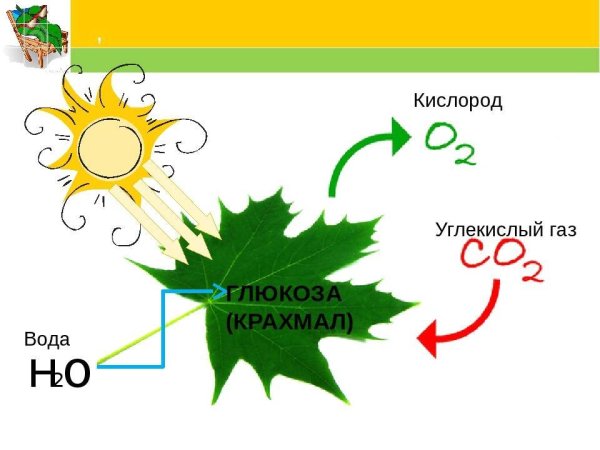Схема фотосинтеза у растений