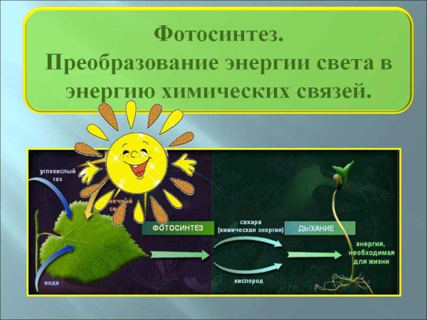 Преобразование энергии света в энергию химических связей