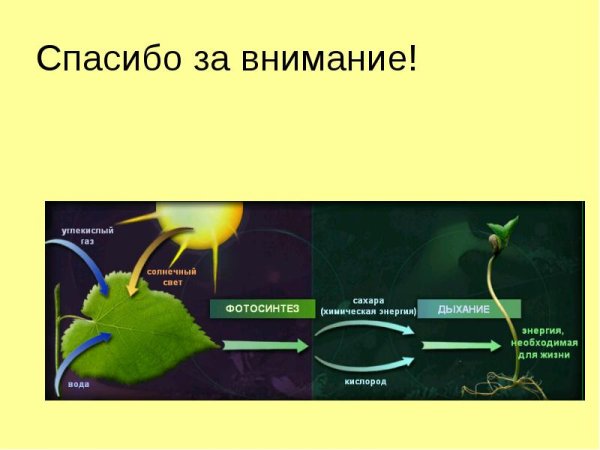 Фотосинтез у высших растений