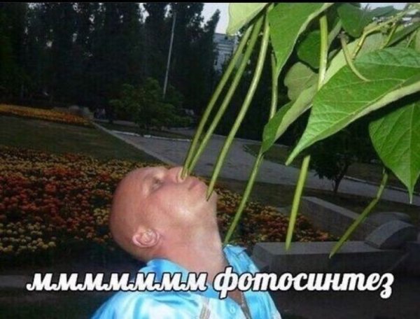 Мемы про фотосинтез