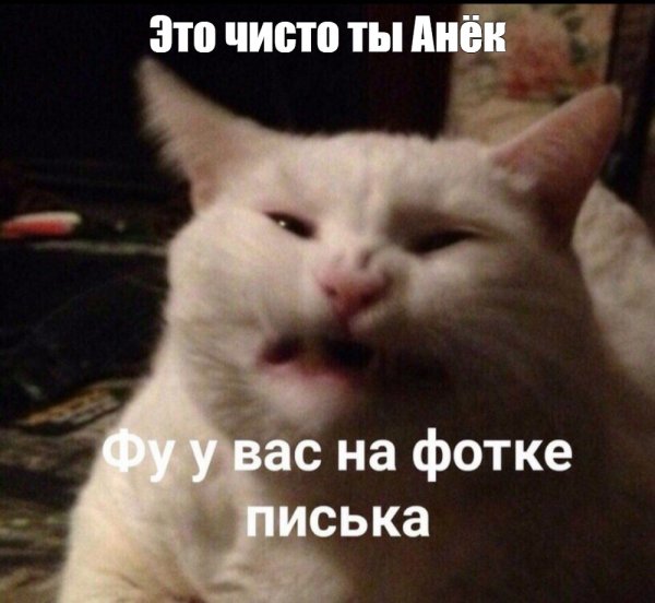 Кот фу