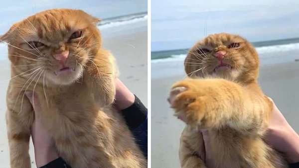 Фу люди фу море рыжий кот
