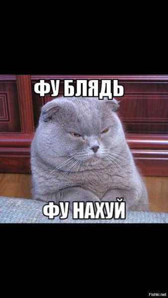 Котик фу блять фу нахуй
