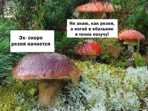 Мемы про грибы