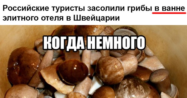 Смешные шутки про грибы