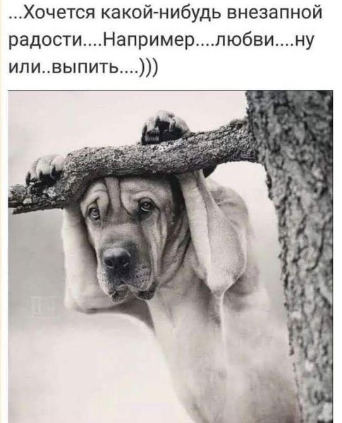 Хочется внезапной радости цитаты