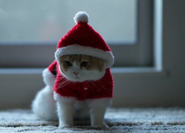 Котик в новогодней шапочке