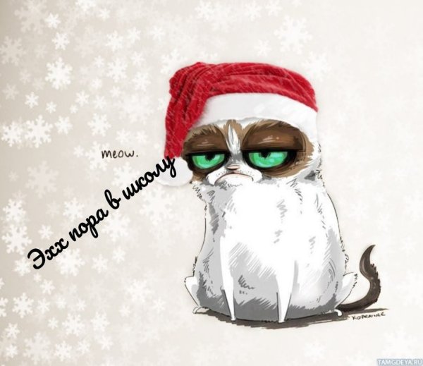 Новогодний кот арт