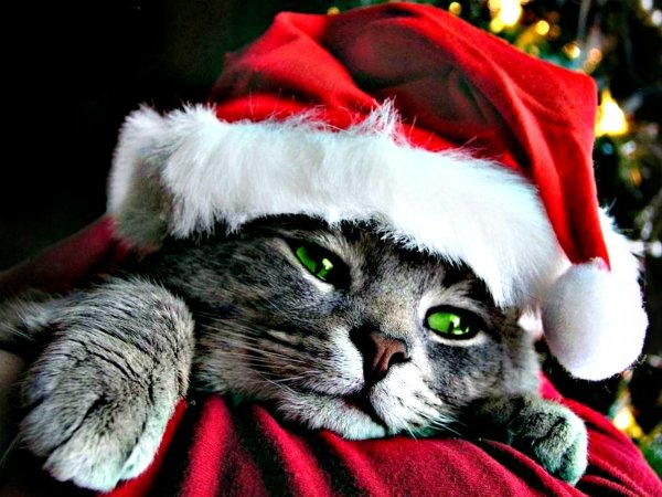 Котик в новогодней шапочке