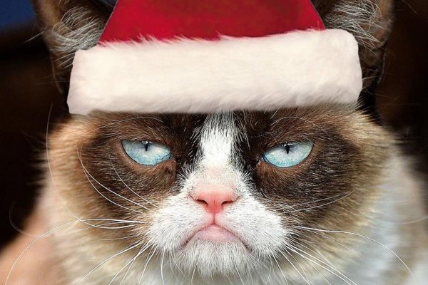 Сердитый кот Grumpy Cat