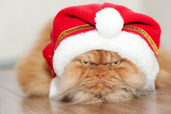Новогодние коты
