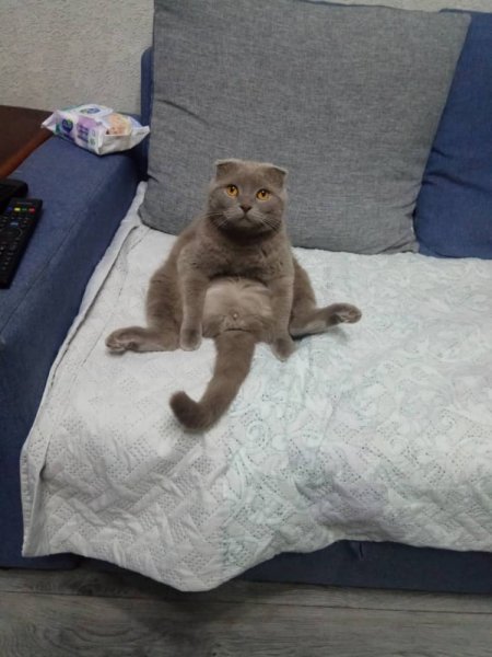 Вислоухий котёнок Мем