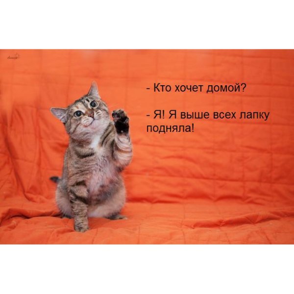 Кот хочет домой