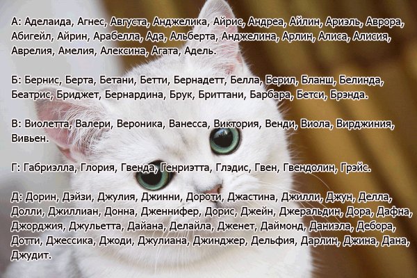 Имена для котов
