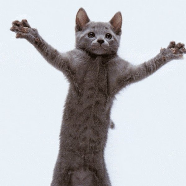 Кот танцует gif