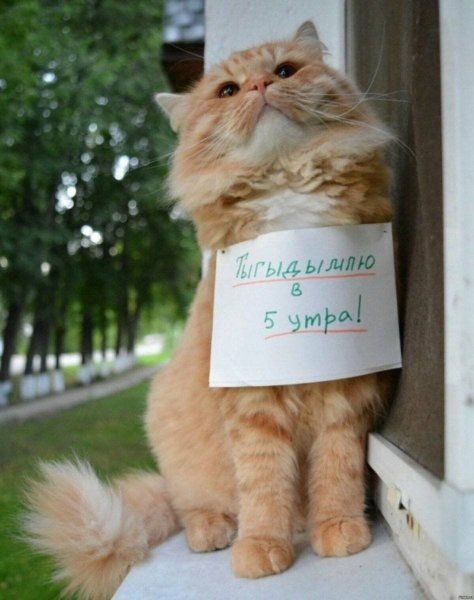 Кот с надписью