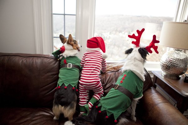 Новгодниикартинки смешные