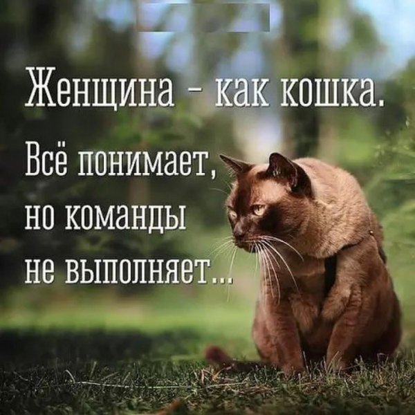 Смешные высказывания