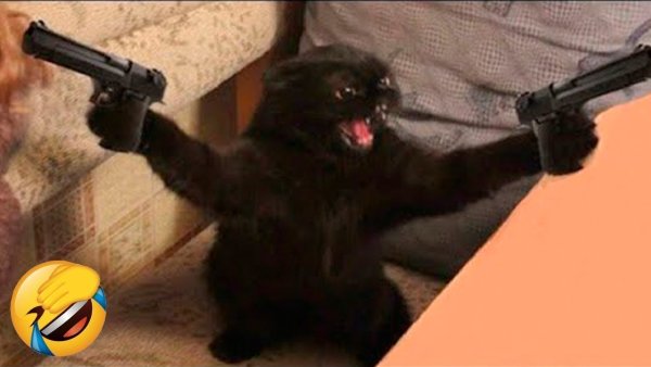 Коты с оружием