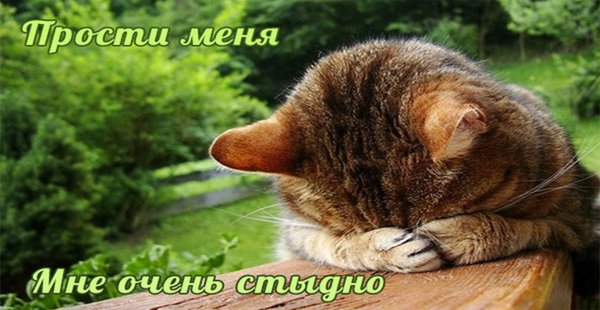 Открытки с извинениями