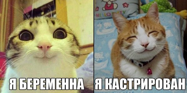 Кот Мем