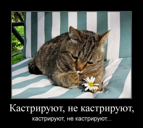 Коты демотиваторы