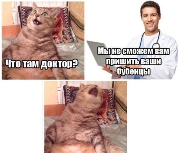 Бубенцы кота