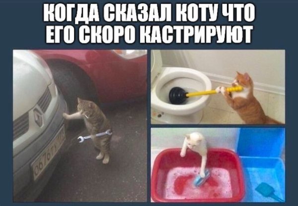 Кастрация кота Мем