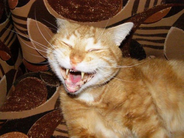 Кот смеется