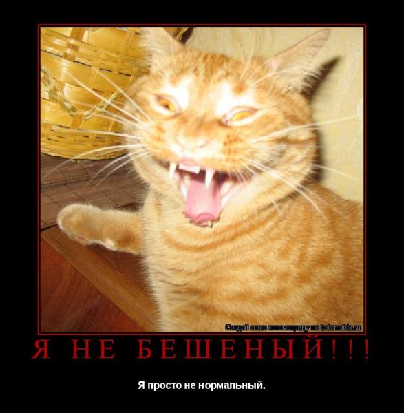 Смешные коты ха-ха-ха