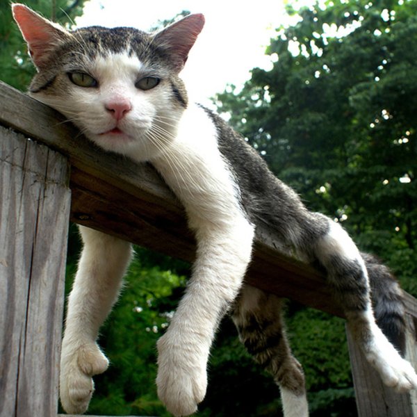 Коты демотиваторы