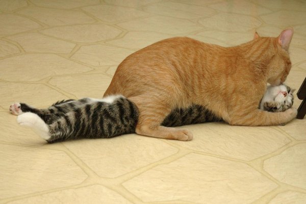 Кошка хочет кота