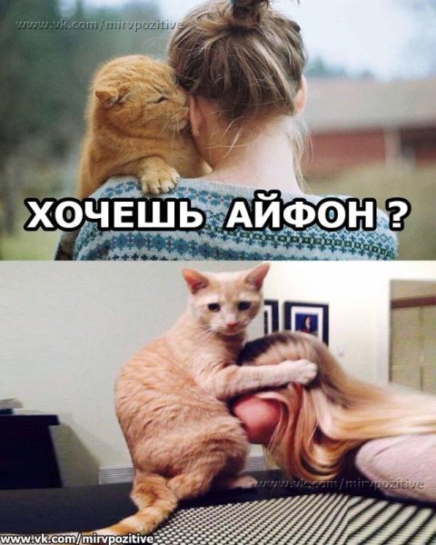 Хочу айфон прикол