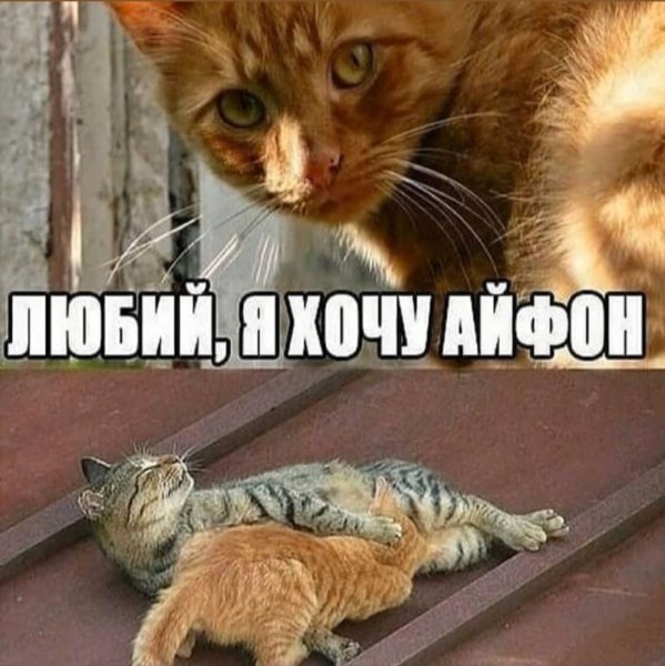 Мемы с котами и надписями