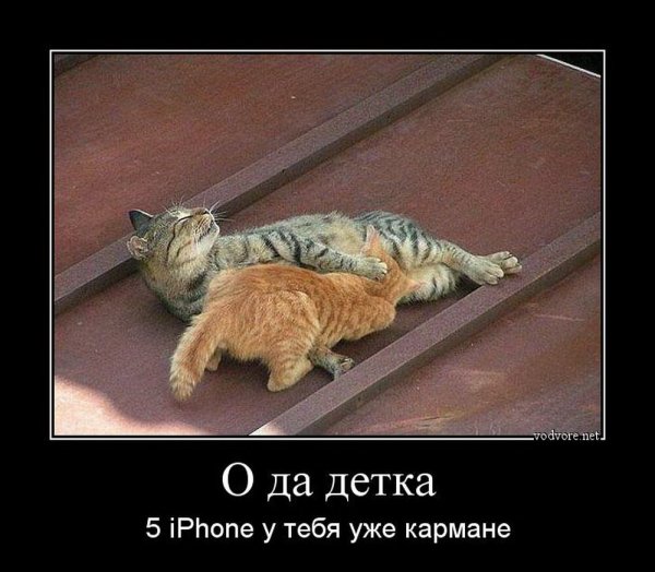 Демотиваторы с котиками