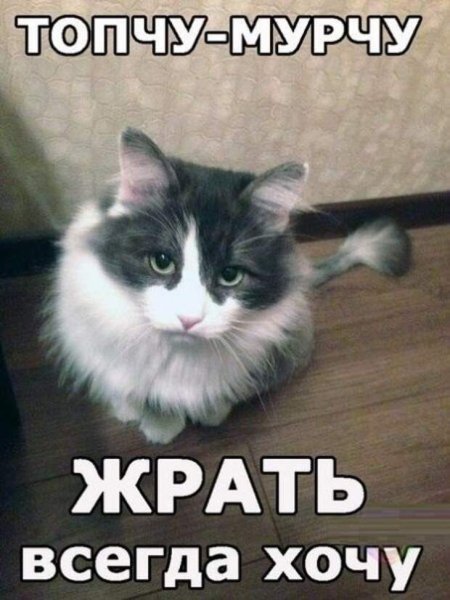 Кот хочет жрать