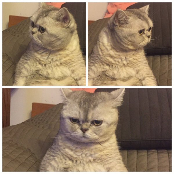 Кот Мем