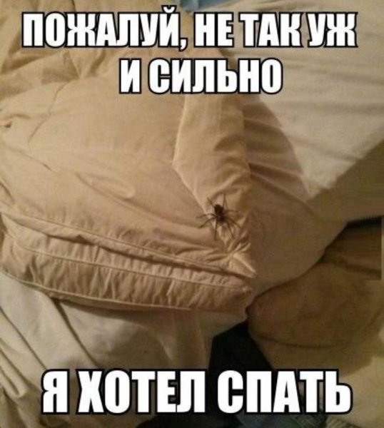 Смешные картинки с подписями