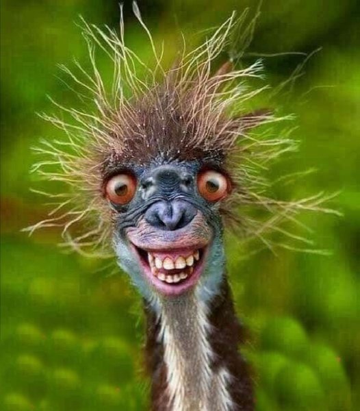 Смешная морда