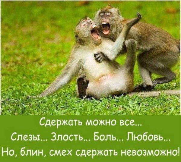 Прикольные фразы про обезьян